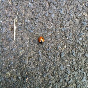 ladybug apology